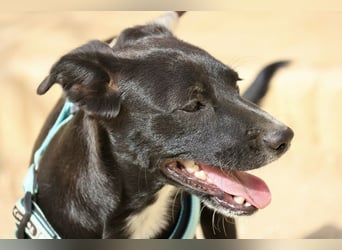 Ron - lässt sich gerne anfassen, freundlich und neugierig