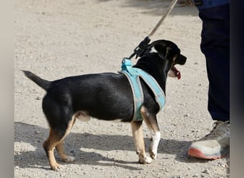 Toby - lässt sich gerne anfassen, zutraulich und aufmerksam