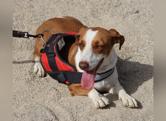 Lola - lässt sich gerne anfassen, freundlich und aufmerksam