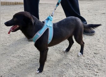 Arthur -  lässt sich gerne anfassen, zutraulich und neugierig