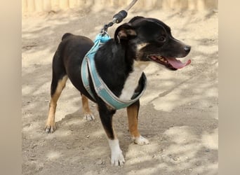 Toby - lässt sich gerne anfassen, zutraulich und aufmerksam