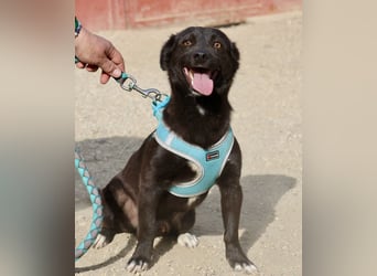 Arthur -  lässt sich gerne anfassen, zutraulich und neugierig