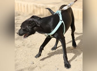 Ron - lässt sich gerne anfassen, freundlich und neugierig