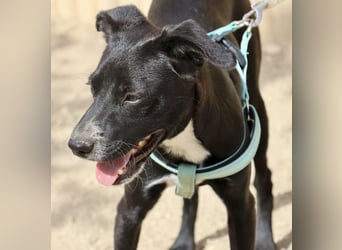 Ron - lässt sich gerne anfassen, freundlich und neugierig