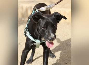 Ron - lässt sich gerne anfassen, freundlich und neugierig