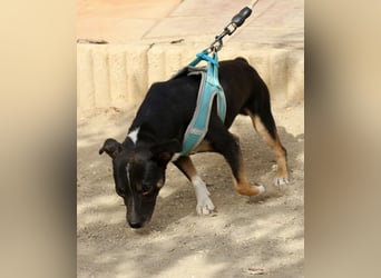 Toby - lässt sich gerne anfassen, zutraulich und aufmerksam