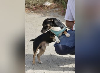 Toby - lässt sich gerne anfassen, zutraulich und aufmerksam