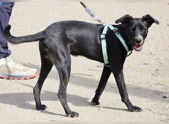 Ron - lässt sich gerne anfassen, freundlich und neugierig