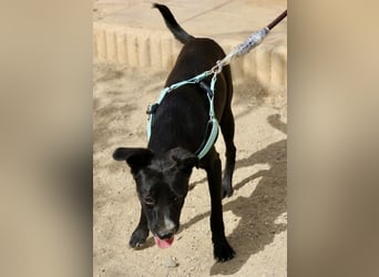 Ron - lässt sich gerne anfassen, freundlich und neugierig