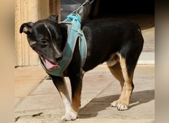 Toby - lässt sich gerne anfassen, zutraulich und aufmerksam