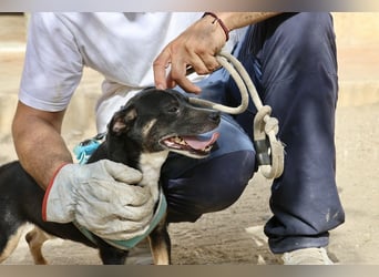 Toby - lässt sich gerne anfassen, zutraulich und aufmerksam