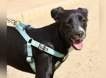 Ron - lässt sich gerne anfassen, freundlich und neugierig