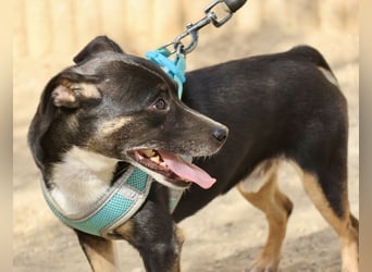 Toby - lässt sich gerne anfassen, zutraulich und aufmerksam