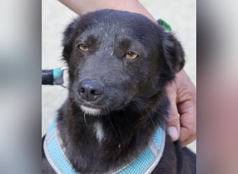 Arthur -  lässt sich gerne anfassen, zutraulich und neugierig