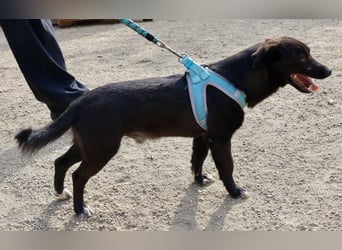 Arthur -  lässt sich gerne anfassen, zutraulich und neugierig