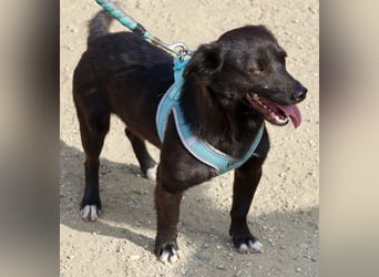 Arthur -  lässt sich gerne anfassen, zutraulich und neugierig