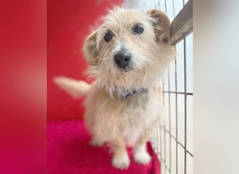 liebe kleine Struppi-Maus MOMO - 9 Jahre, 30cm/9kg