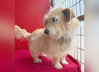 liebe kleine Struppi-Maus MOMO - 9 Jahre, 30cm/9kg