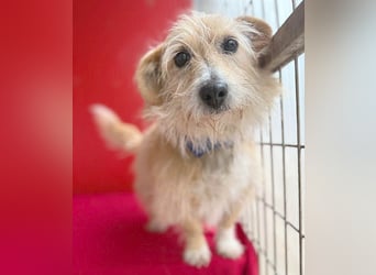 liebe kleine Struppi-Maus MOMO - 9 Jahre, 30cm/9kg