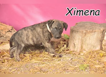 Wird Ximena bei dir das liebevolle Zuhause finden, in dem sie ihr Herz ganz öffnen darf?