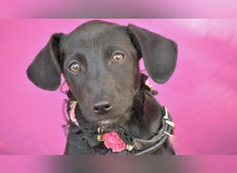 Darf Imani bei dir zu einer glücklichen Hündin heranwachsen?