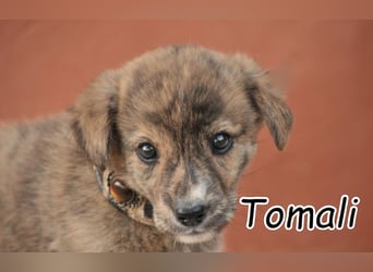 Möchtest du Tomali zeigen, wie schön ein eigenes Zuhause sein kann?