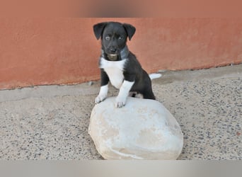 Darf Lele dein Herzenshund werden?