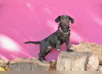 Darf Imani bei dir zu einer glücklichen Hündin heranwachsen?