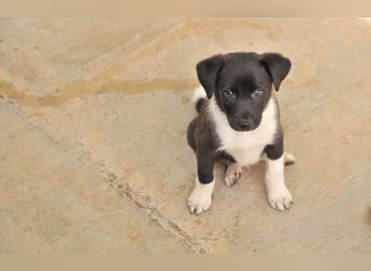 Darf Lele dein Herzenshund werden?