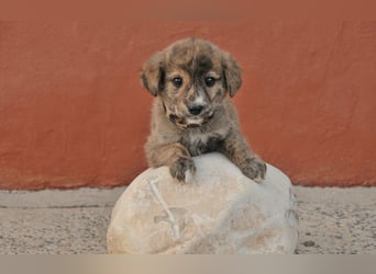 Möchtest du Tomali zeigen, wie schön ein eigenes Zuhause sein kann?