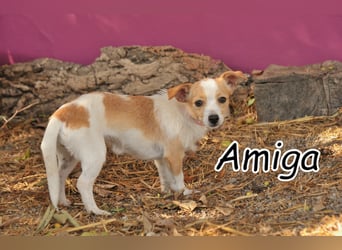 Zeigst du Amiga die Welt?