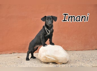 Darf Imani bei dir zu einer glücklichen Hündin heranwachsen?