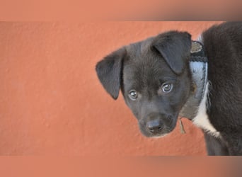 Darf Lele dein Herzenshund werden?