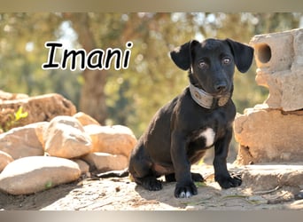 Darf Imani bei dir zu einer glücklichen Hündin heranwachsen?
