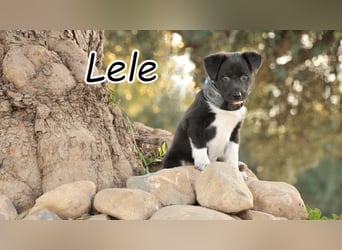 Darf Lele dein Herzenshund werden?