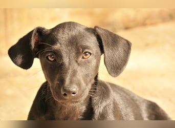 Darf Imani bei dir zu einer glücklichen Hündin heranwachsen?