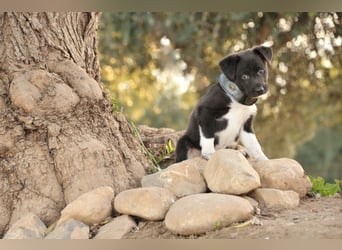 Darf Lele dein Herzenshund werden?