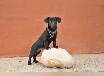 Darf Imani bei dir zu einer glücklichen Hündin heranwachsen?