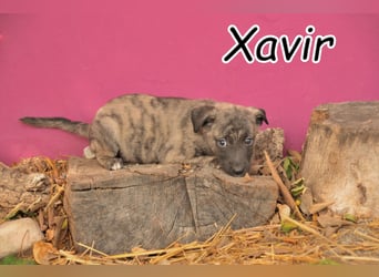 Darf Xavir bei dir Strahlen?