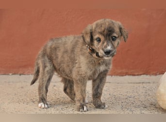 Möchtest du Tomali zeigen, wie schön ein eigenes Zuhause sein kann?