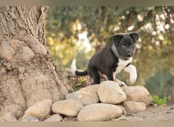 Darf Lele dein Herzenshund werden?