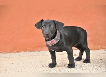 Darf Imani bei dir zu einer glücklichen Hündin heranwachsen?