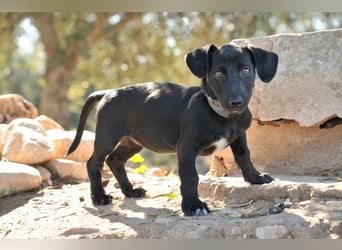 Darf Imani bei dir zu einer glücklichen Hündin heranwachsen?