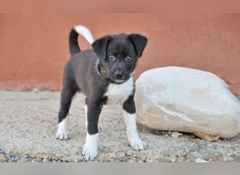 Darf Lele dein Herzenshund werden?