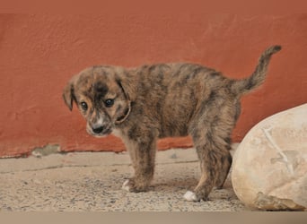 Möchtest du Tomali zeigen, wie schön ein eigenes Zuhause sein kann?
