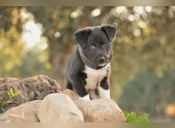 Darf Lele dein Herzenshund werden?