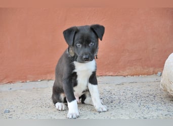 Darf Lele dein Herzenshund werden?