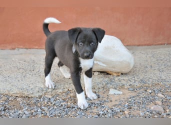 Darf Lele dein Herzenshund werden?