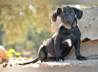 Darf Imani bei dir zu einer glücklichen Hündin heranwachsen?