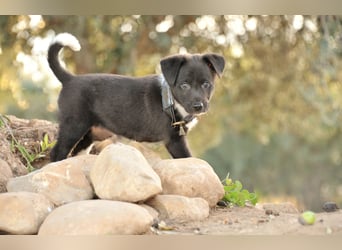 Darf Lele dein Herzenshund werden?